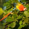 Ara arakanga - Ara macao - Scarlet Macaw 5675